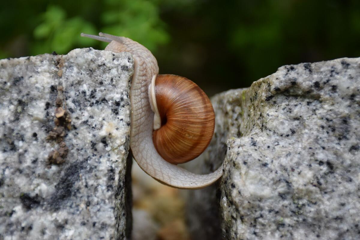 Snail between two stones